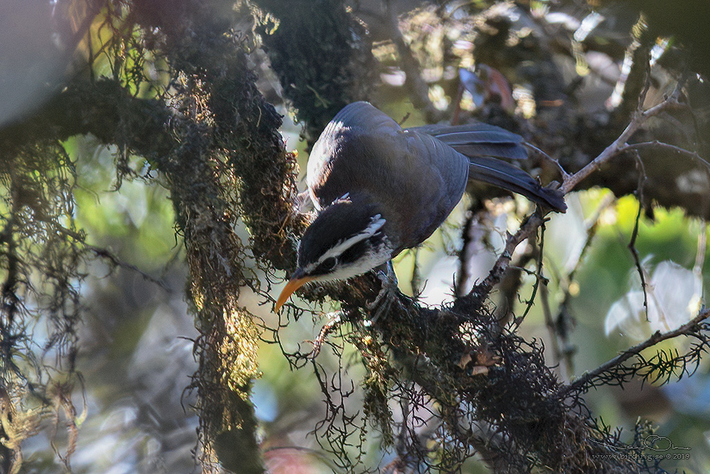 SRI LANKA SCIMITAR BABBLER  (Pomatorhinus melanurus) - Stäng / close